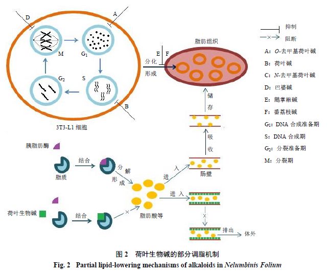 荷叶提取物：生物碱类物质降脂减肥活性研究(图2)