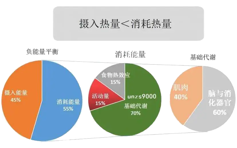 一分钟了解基础代谢率(BMR)(图2)